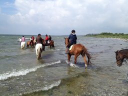 IMG_1350_web